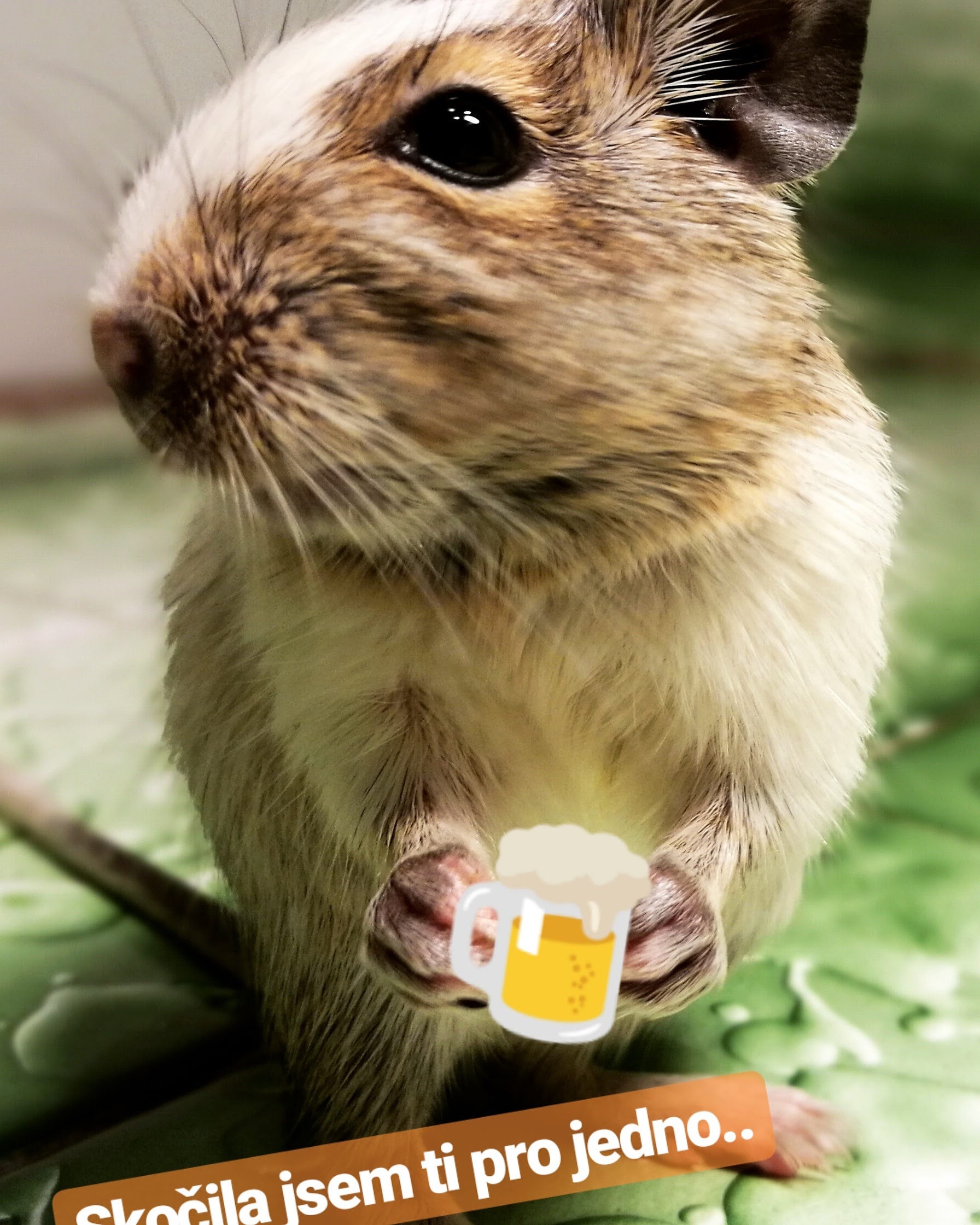 BrewMouse